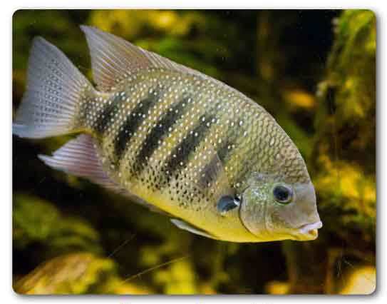  Kerala State fish, Green chromide, Etroplus suratensis